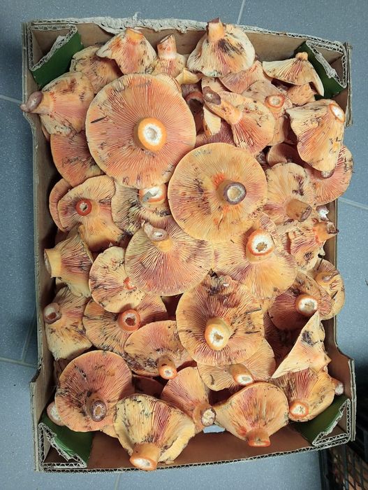 2 kg rydz świeży klasa 2