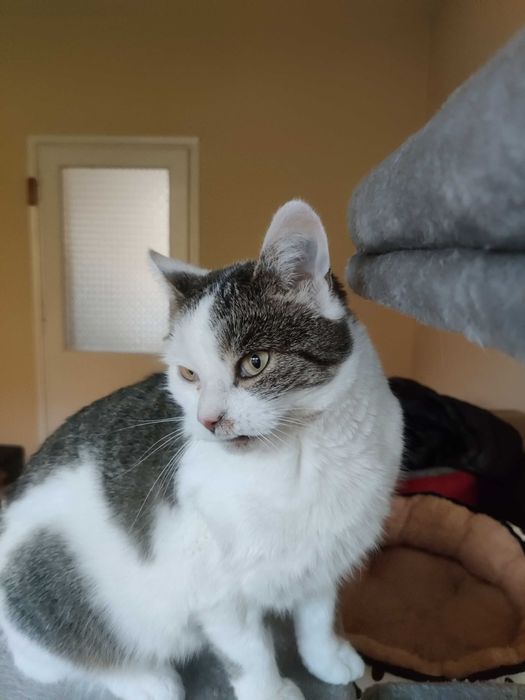 Młoda ok. 2 letnia koteczka do adopcji