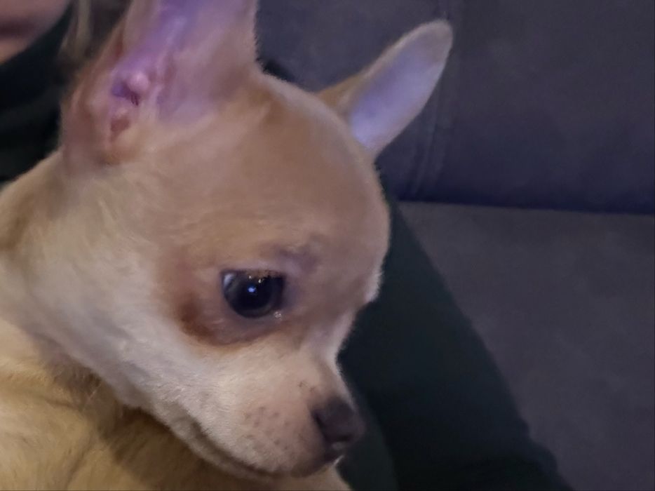 Chihuahua suczka ostatnia