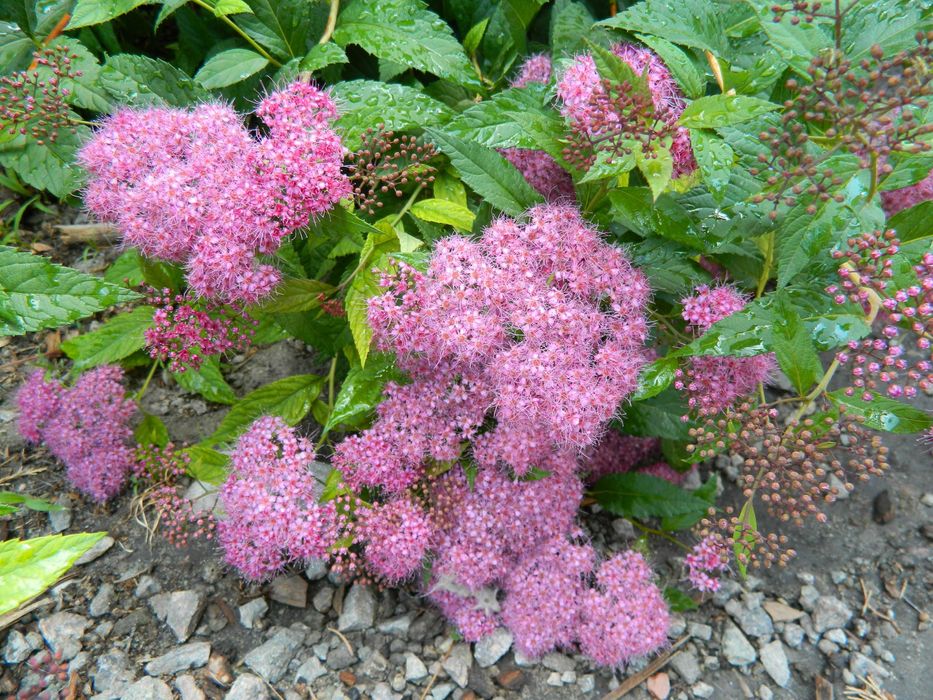 чагарники спірея, вейгела, форзиція, сніжкоягодник, та ін.