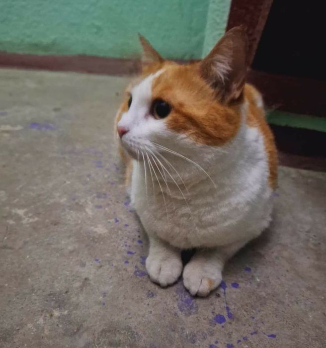 Замечен рыже-белый кот, новые дома