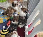 Shihtzu shih-tzu pies rodowodem samiec
