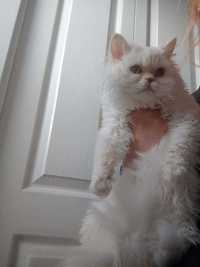 Roczny kocurek selkirk rex