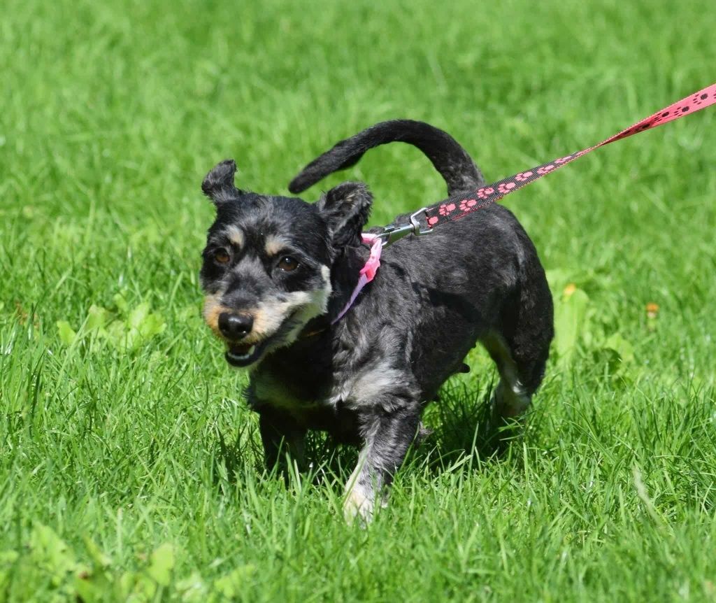 Emma w typie Jamnika do adopcji