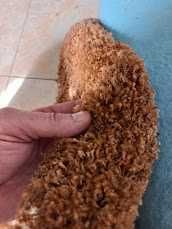 Ковровое покрытие