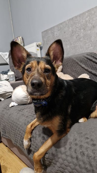 Oddam suczkę w dobre ręce