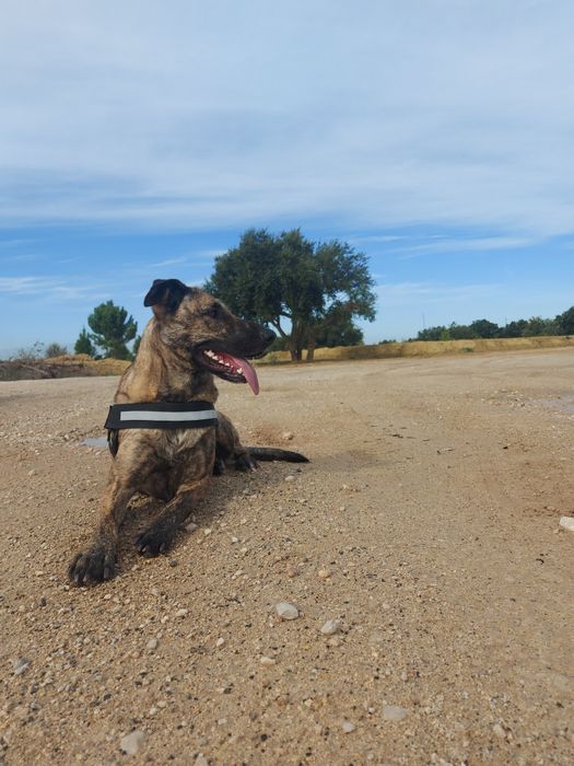 Estadia Familiar Cães