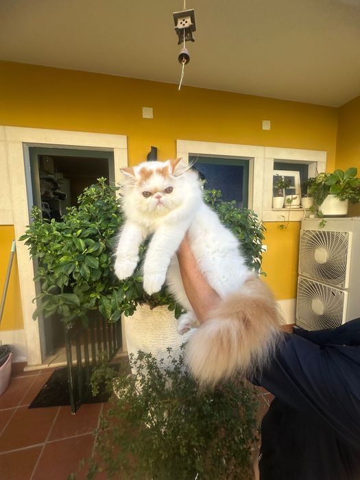 Gato Persa Arlequim Vermelho