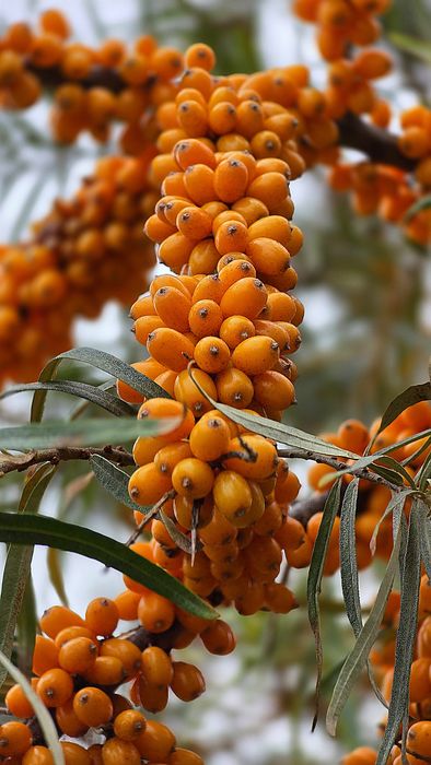 Саджанці обліпихи сорту Герго!! Великий вибір сортів!