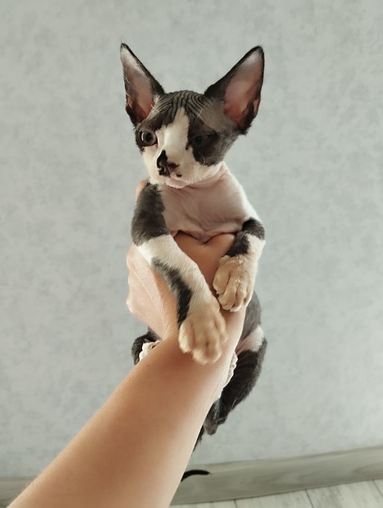 Котята девон -рекс