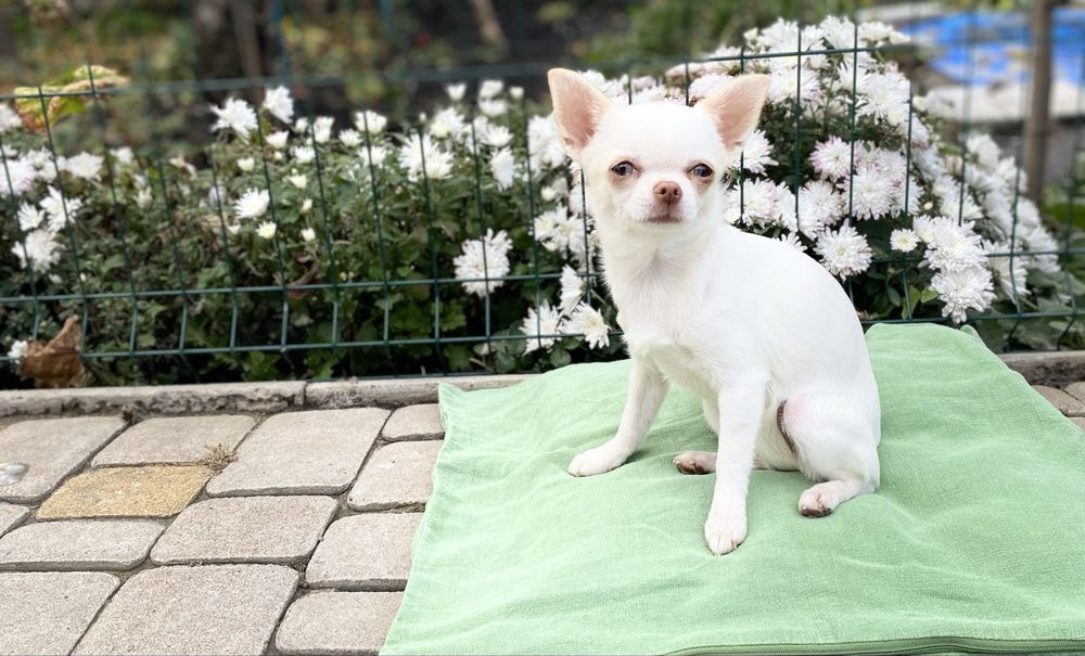 Дівчинка чішечка не крупна