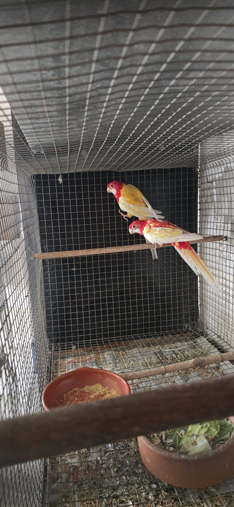 Roselas e ringneck