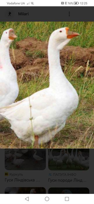 Гуси на племя породи лінда