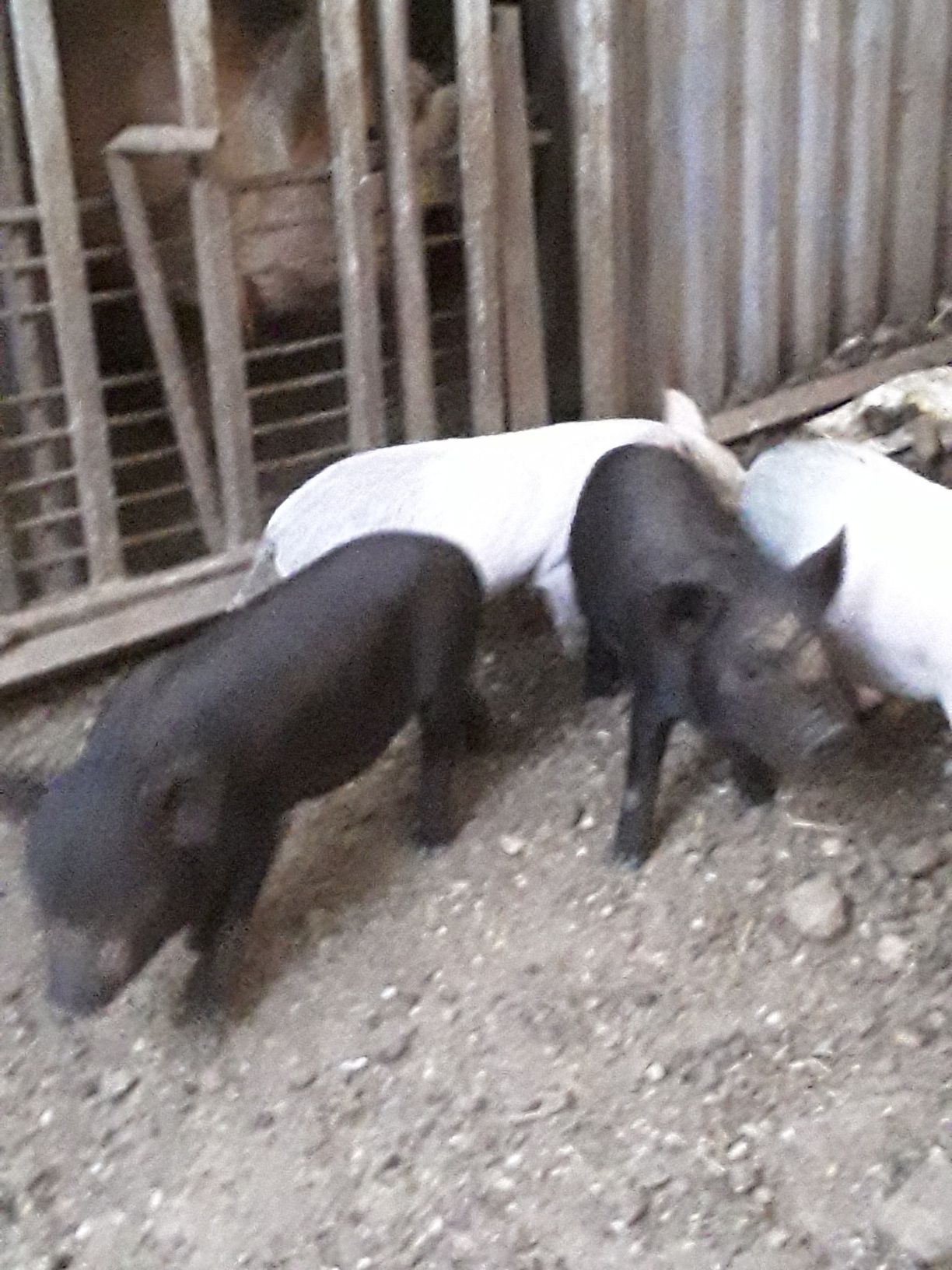 Porquinhos vietnamitas cruzados kune kune
