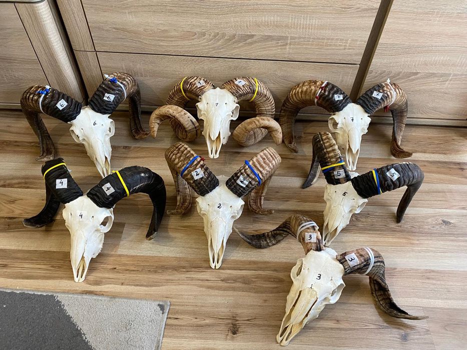 Rogi, trofea, slimy ,barana,muflona ,kozy OKAZJA