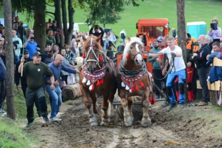 Ogier zimnokrwisty sokólski