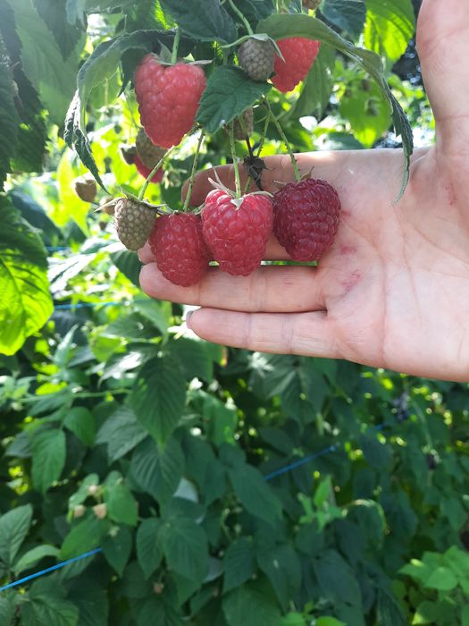 Саджанці Маравілли