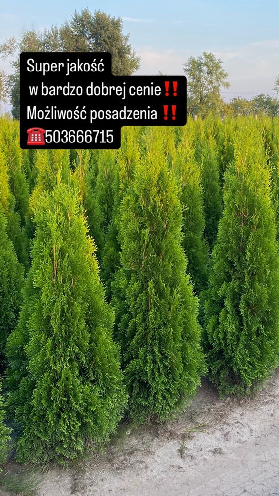 Tuje Szmaragd 140-150 DOSTAWA ‼️ SADZENIE ‼️ Producent
