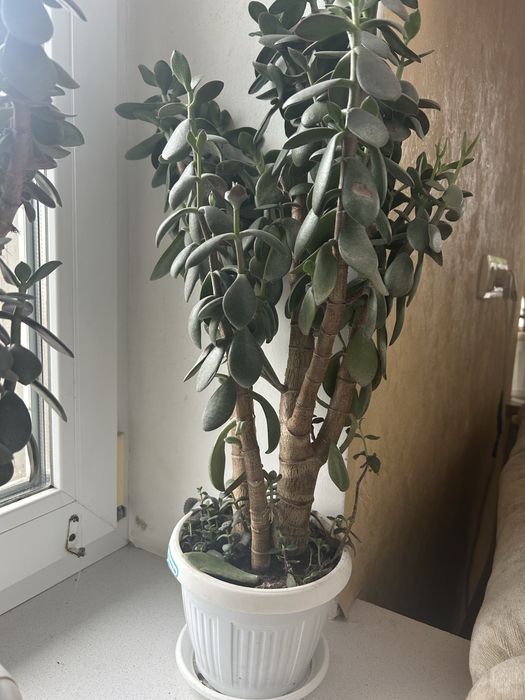 Цветок денежное дерево