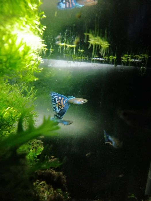 Gupik Singa blue Piękne