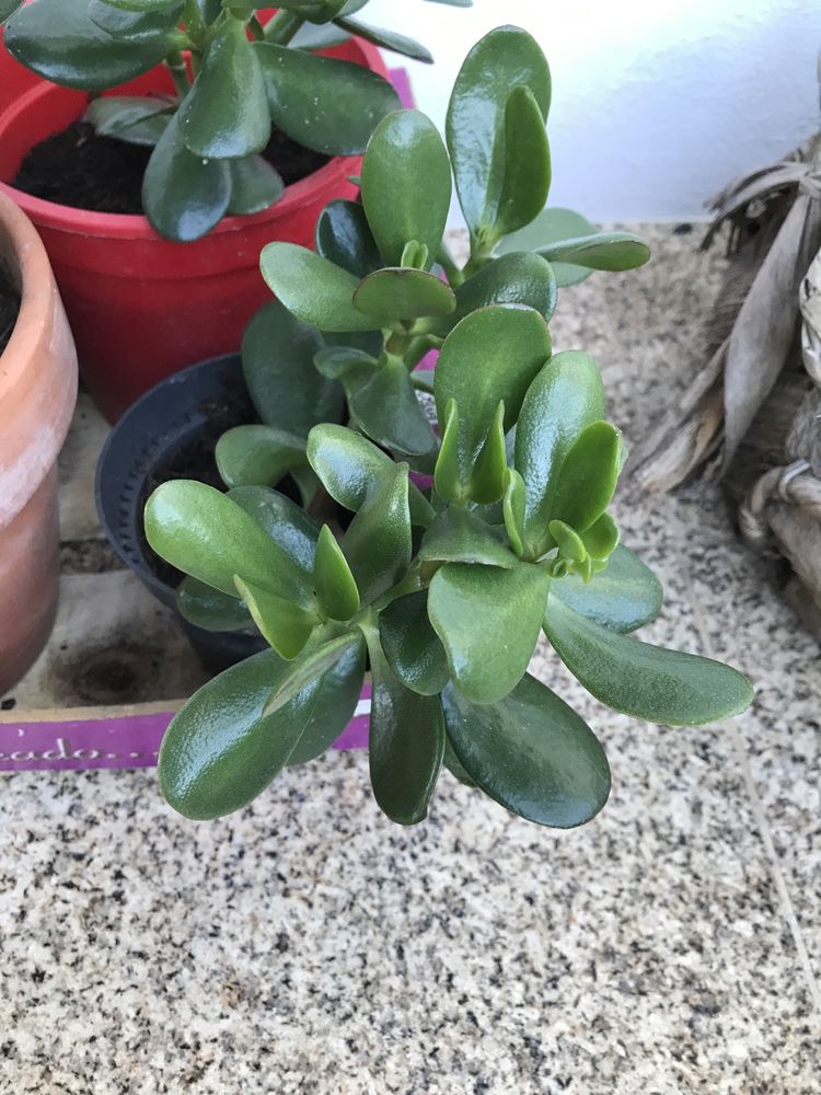 Planta de jade - planta da prosperidade