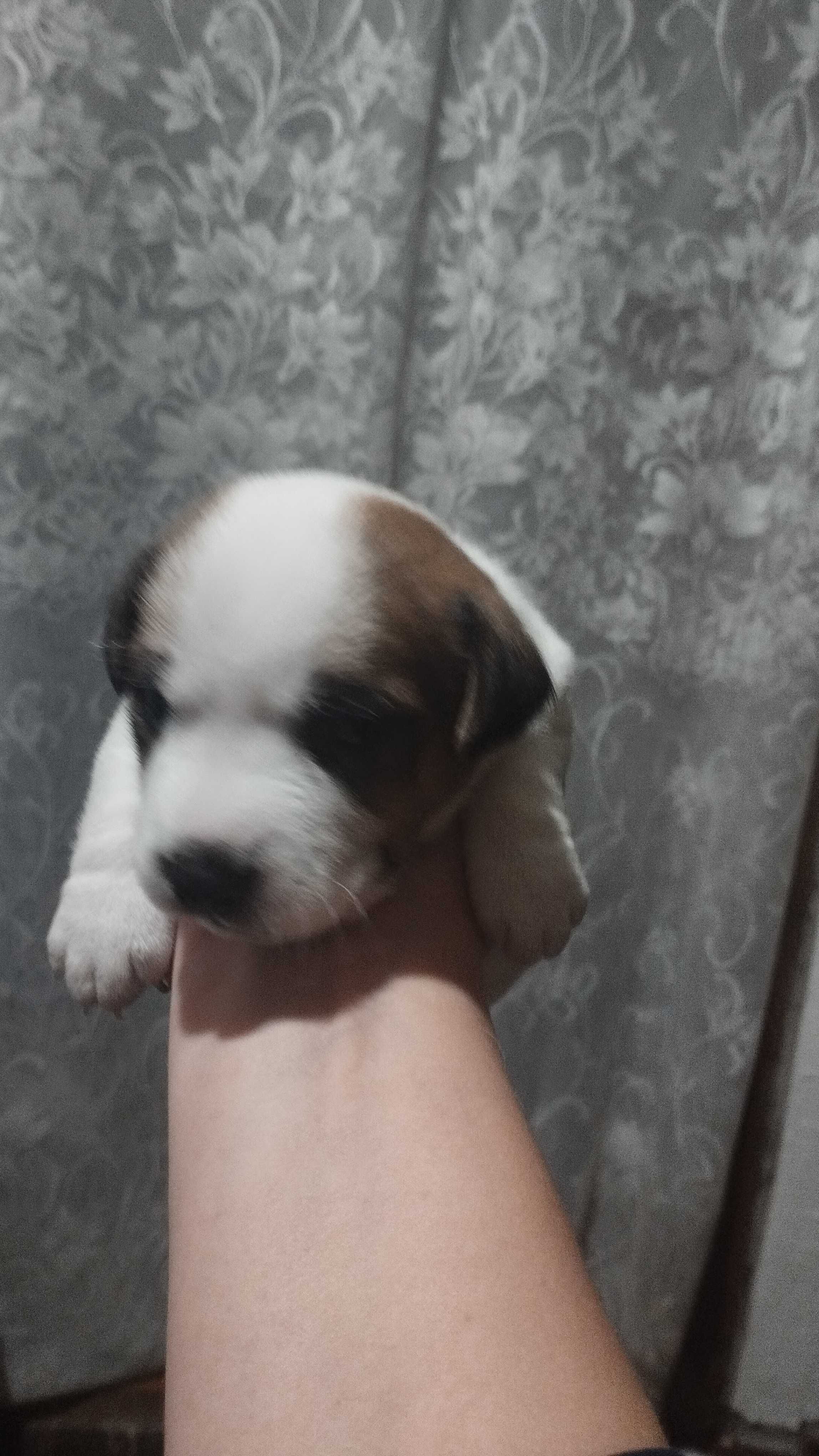 Джек Рассел продам
