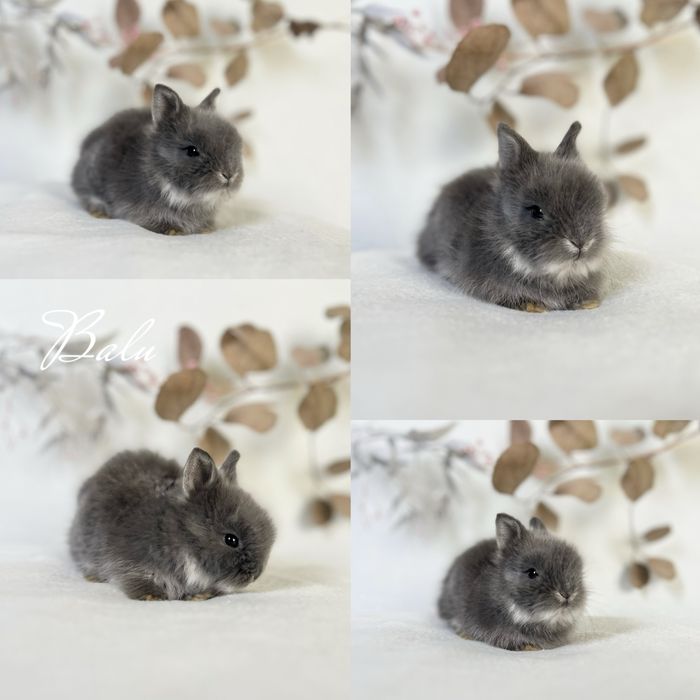 Króliczki Karzełki Teddy oraz mini lopki 100% czysto rasowe