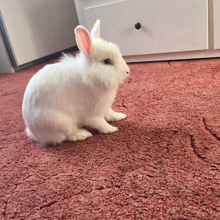 Biały królik miniaturka