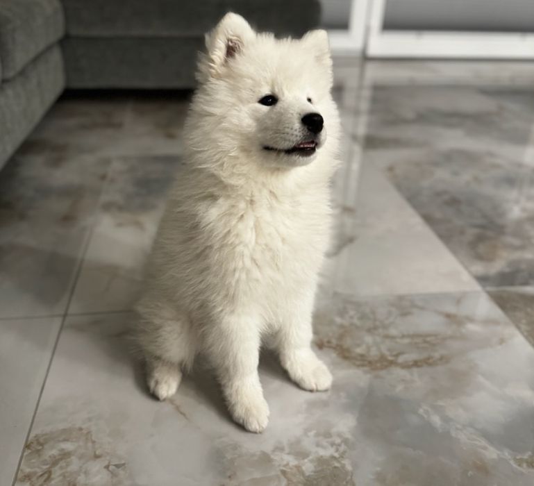 Samoyed suczka gotowa ZKwP FCI