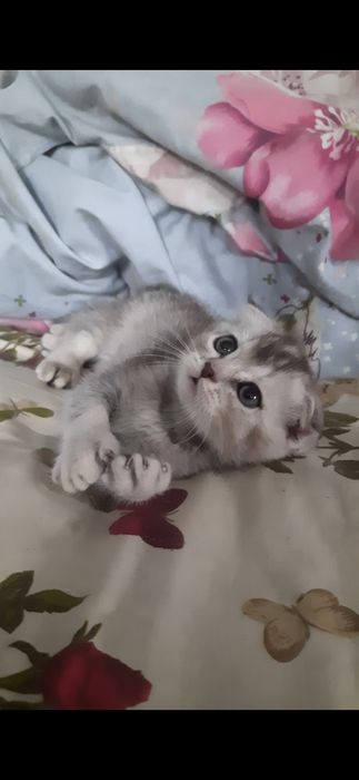 Дівчулька шотландка
