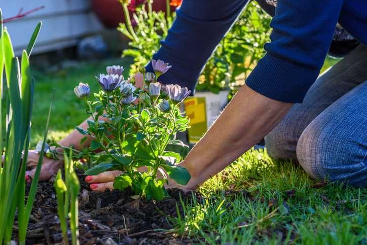 Usługi ogrodnicze - zakładanie i pielęgnacja ogrodów