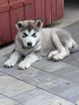 Alaskan Malamute suczka FCI Metryka,Rodowód