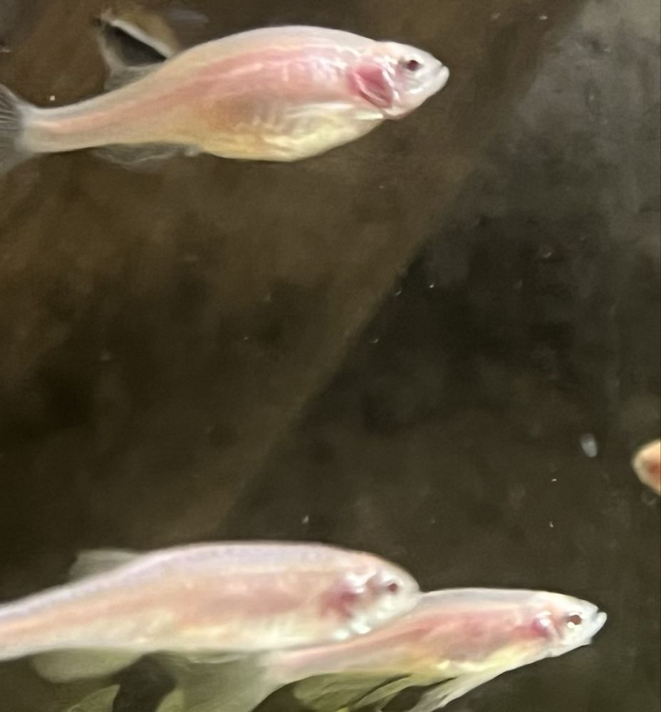 Sprzedam  rybki danio jasne