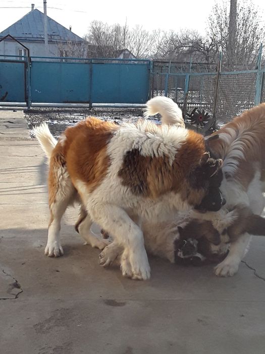 Щенок московской сторожевой