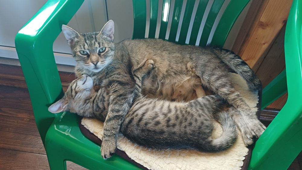 Гарне кошенятко Безкоштовно