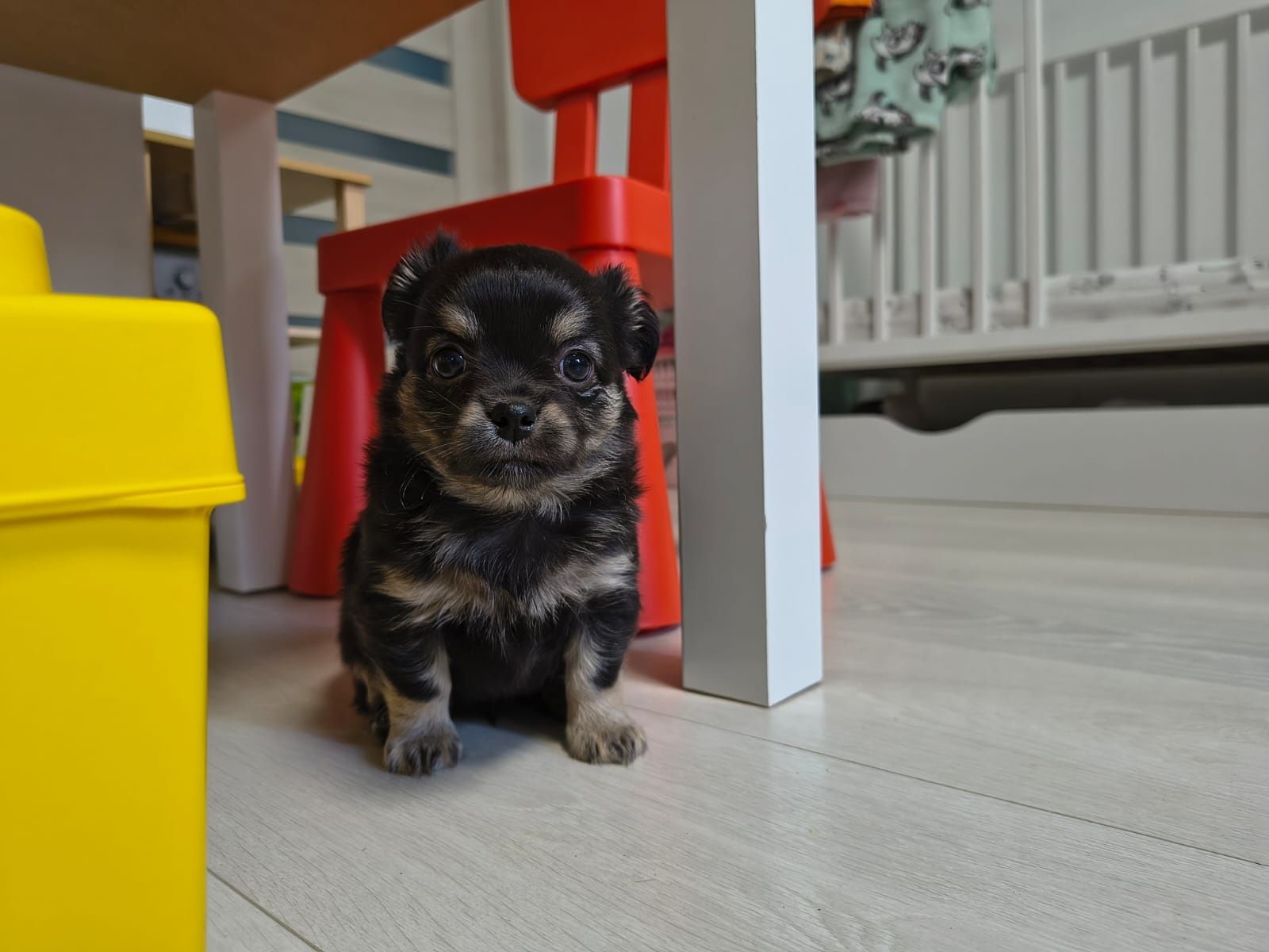 Chihuahua długowłosy śliczny piesek