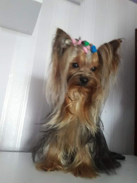 йорк красавчик с опытом ждёт дам