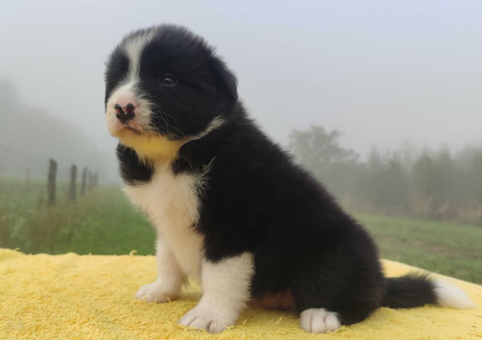 Rasowy BORDER COLLIE czystej krwi z Hodowli, pełna dokumentacja
