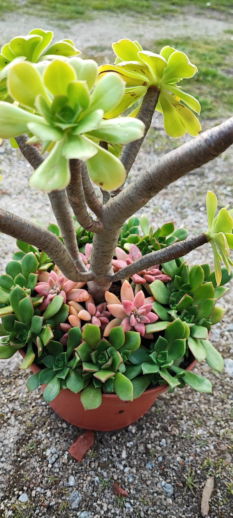 Planta suculenta