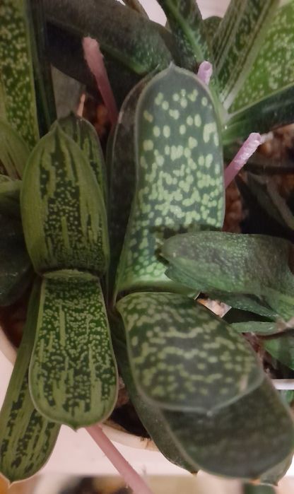 Гастерия , большая и поменьше