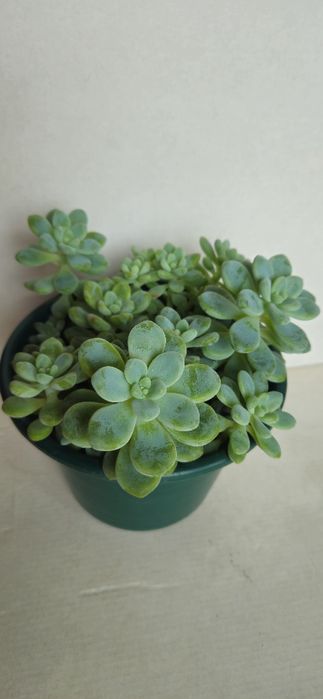 Planta Suculenta Sedum Clavatum em Vaso plástico 15 cm