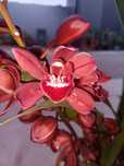 Mudas Orquídea CTT grátis