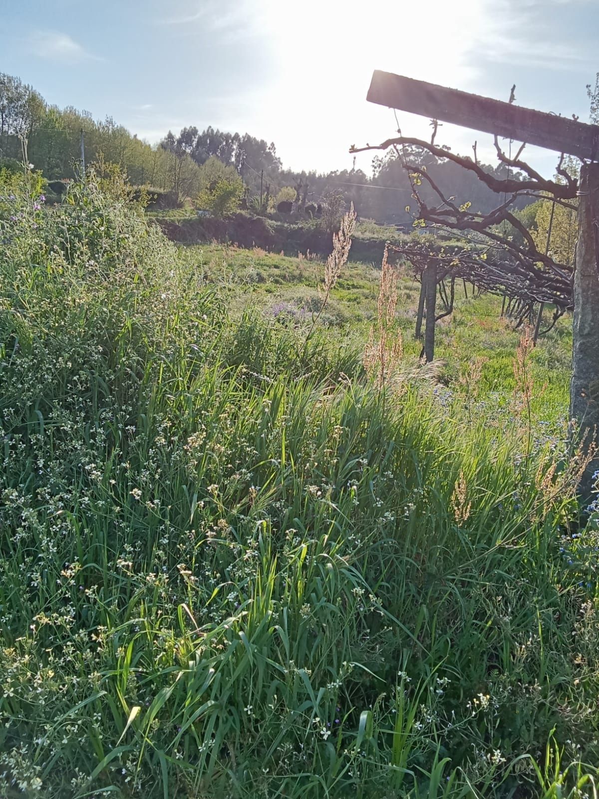 Terreno plano em Revinhade, Felgueiras