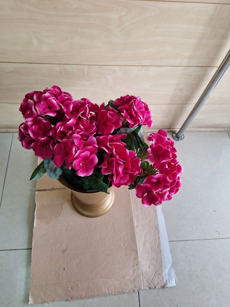 Bukiet pelargoni 3 szt 60 zł