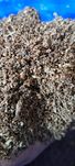 Flake soil pokarm dla larw chrzaszczy