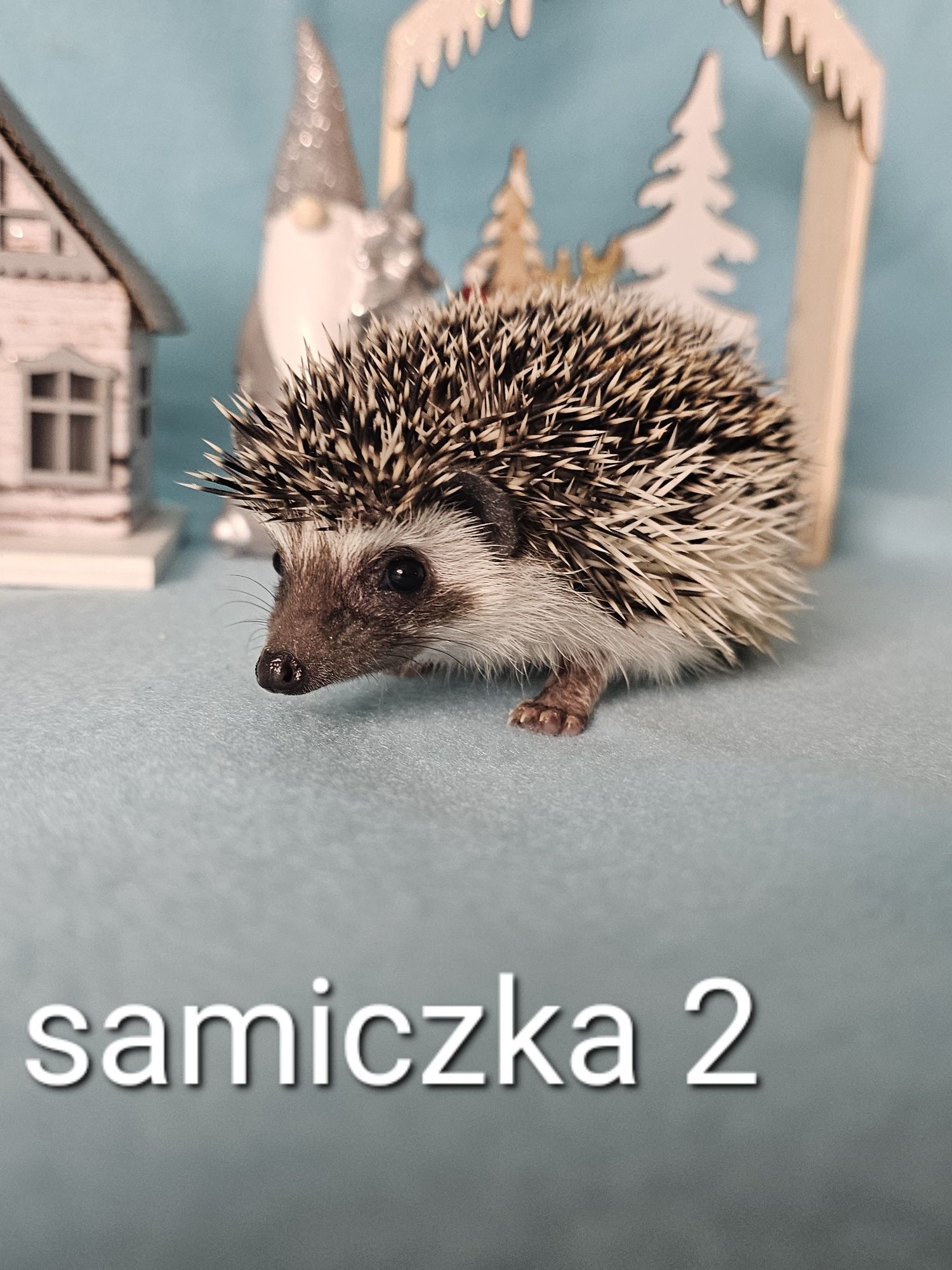 Jeż afrykanski jez pigmejski