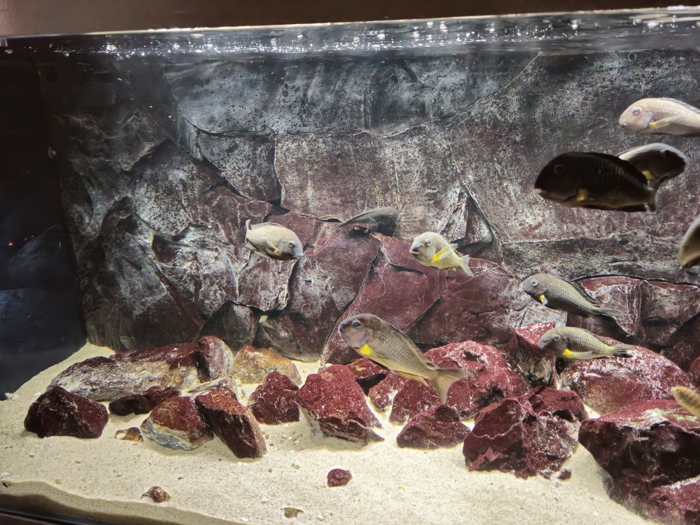 Tropheus sp. Crescentic Mkuyu WF + Akwarium