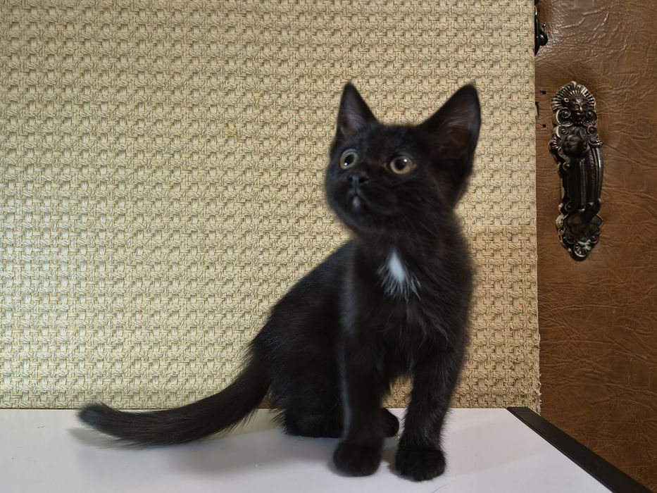 чорні кошенята - двоє гарненьких дівчат!