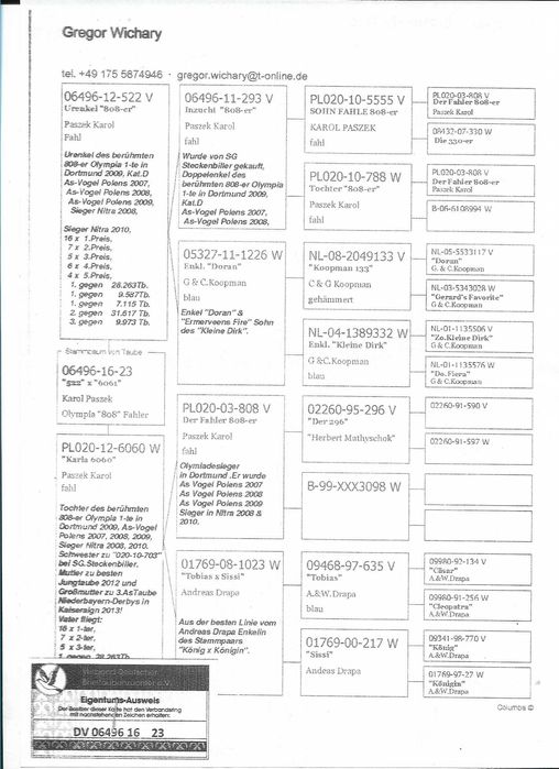 Gołębie pocztowe Karol PASZEK 808 inbredy