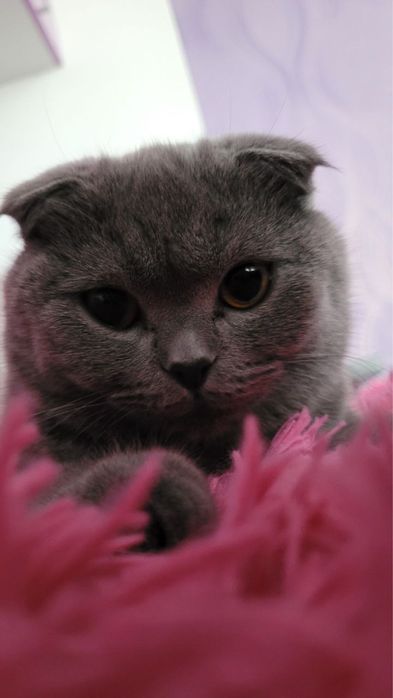 Ніжна та лагідна кицюня шукає новий дім